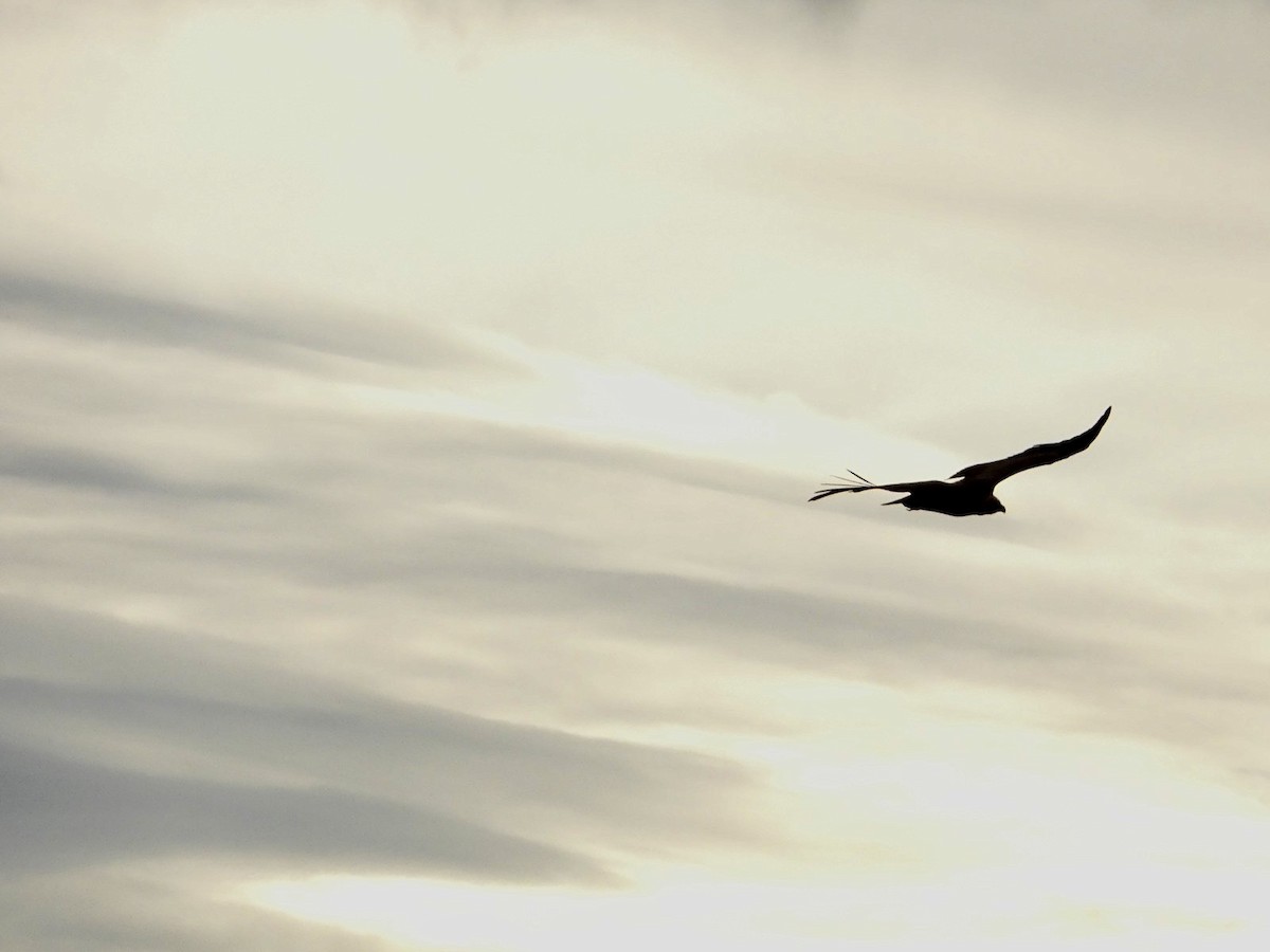 נשר מקראי - ML645396834