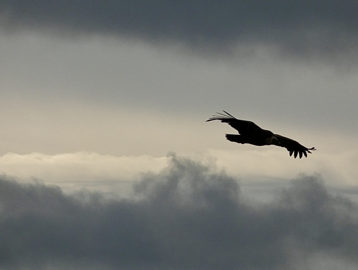 נשר מקראי - ML645396835