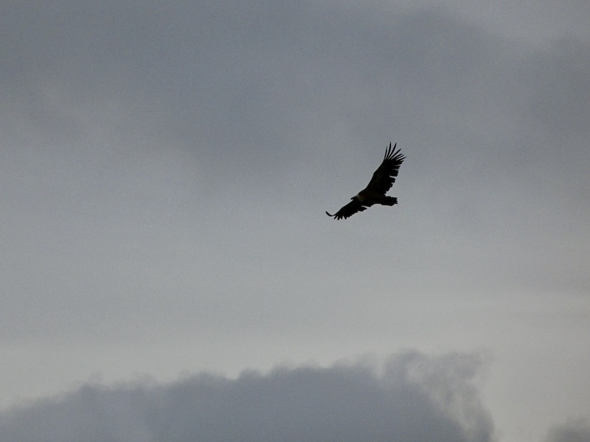 נשר מקראי - ML645396836