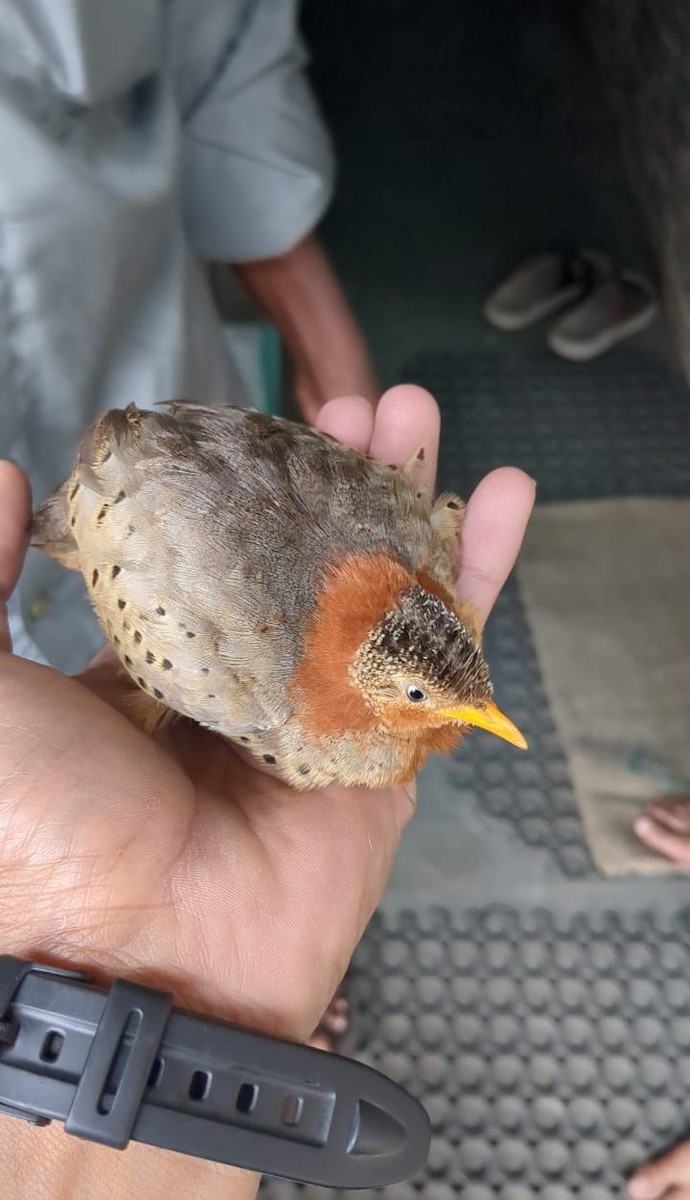 Yellow-legged Buttonquail - ML645396838
