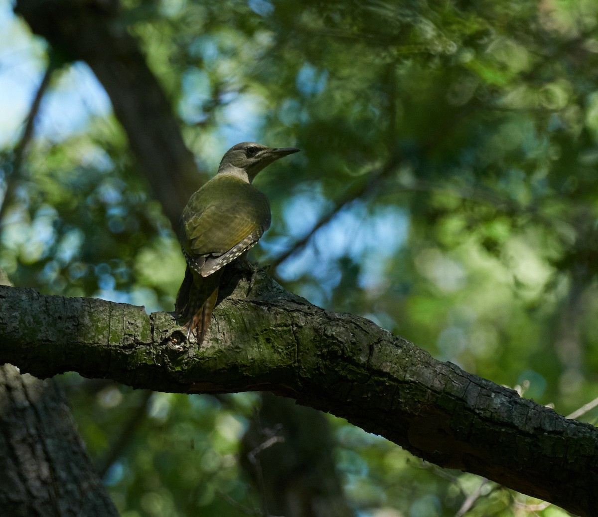 Жовна сива - ML645396842