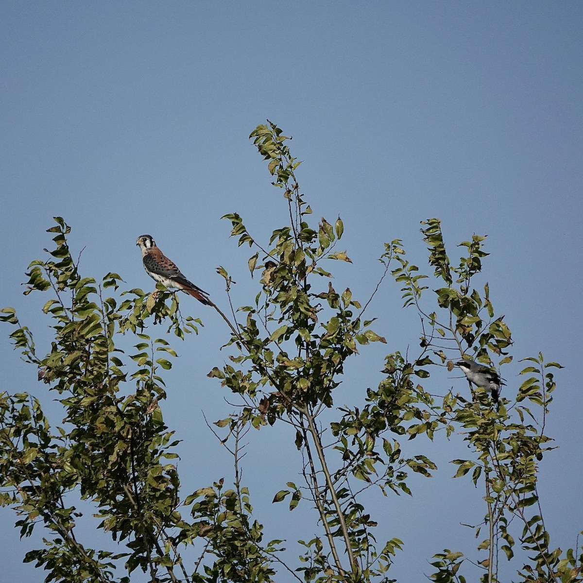 American Kestrel - ML645396846
