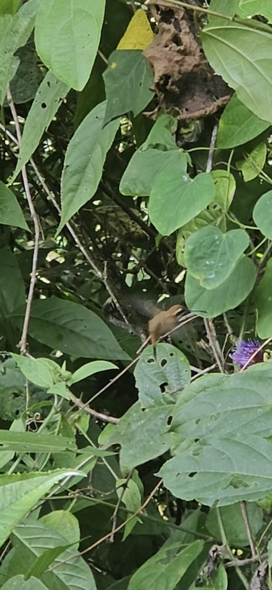 stripestrupeeremitt - ML645396854