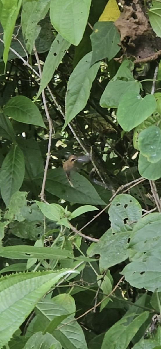 stripestrupeeremitt - ML645396855