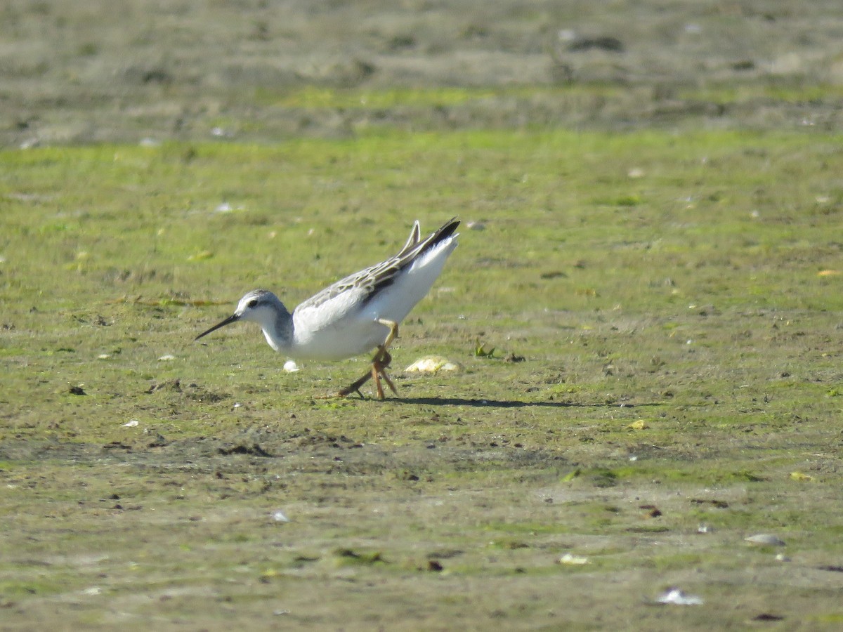 lyskonoh dlouhozobý - ML645396856