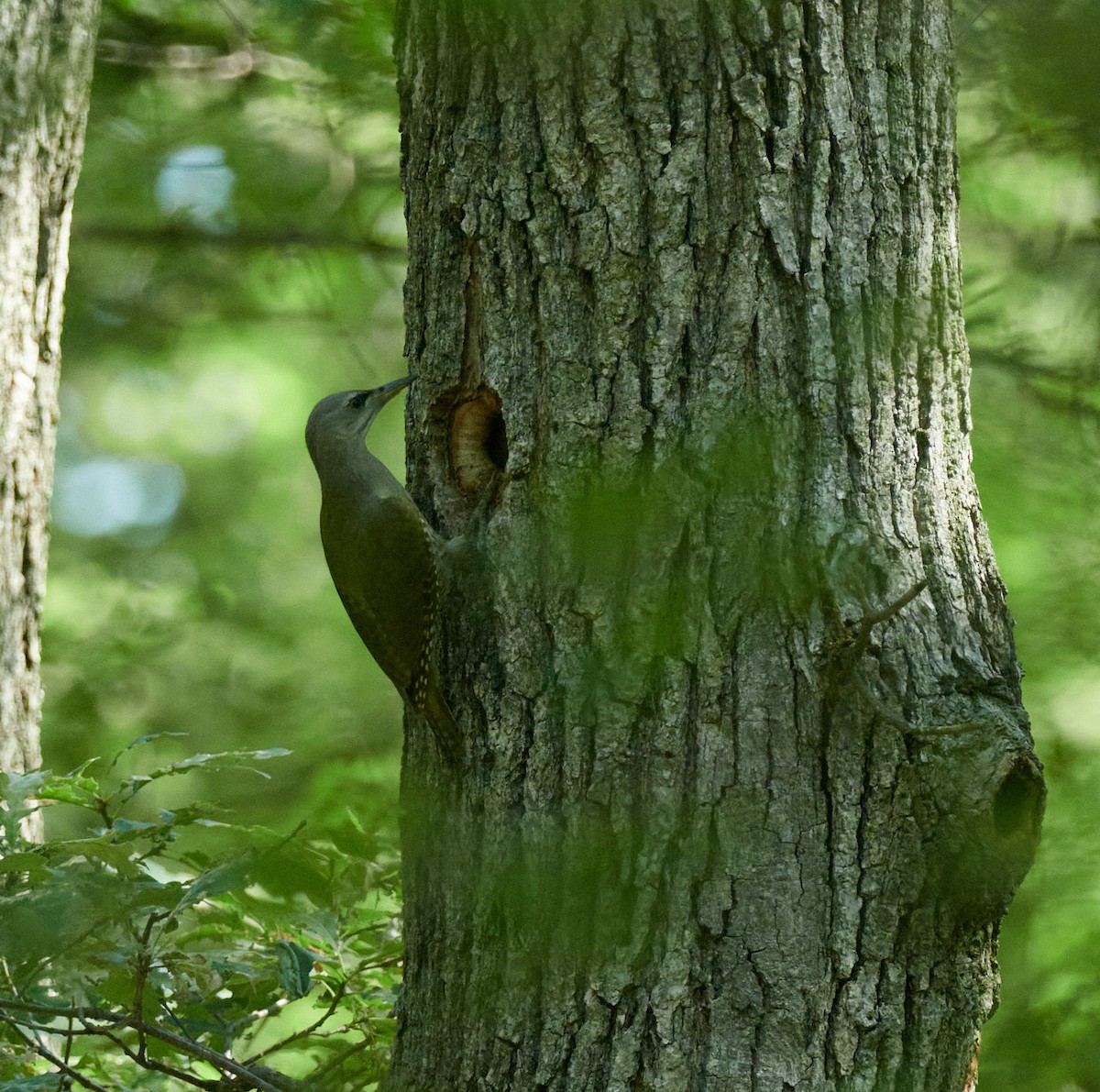 Жовна сива - ML645396860