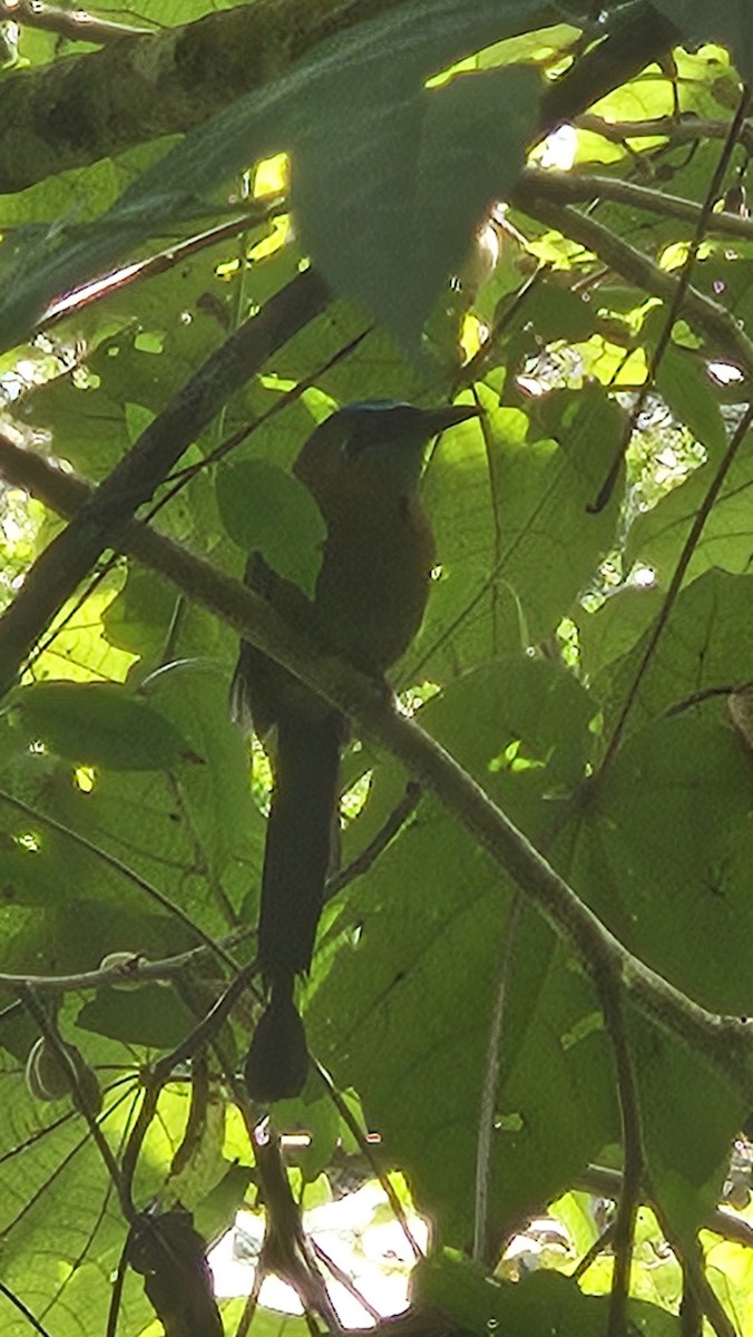 Lesson Motmotu - ML645396871