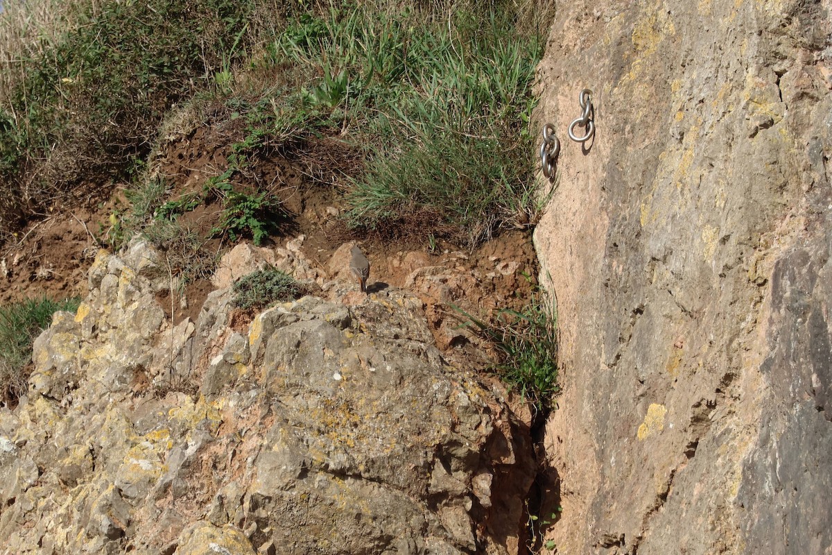 Black Redstart - ML645396872