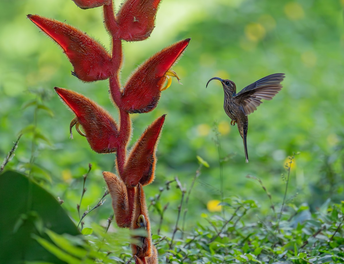Buff-tailed Sicklebill - ML645396883