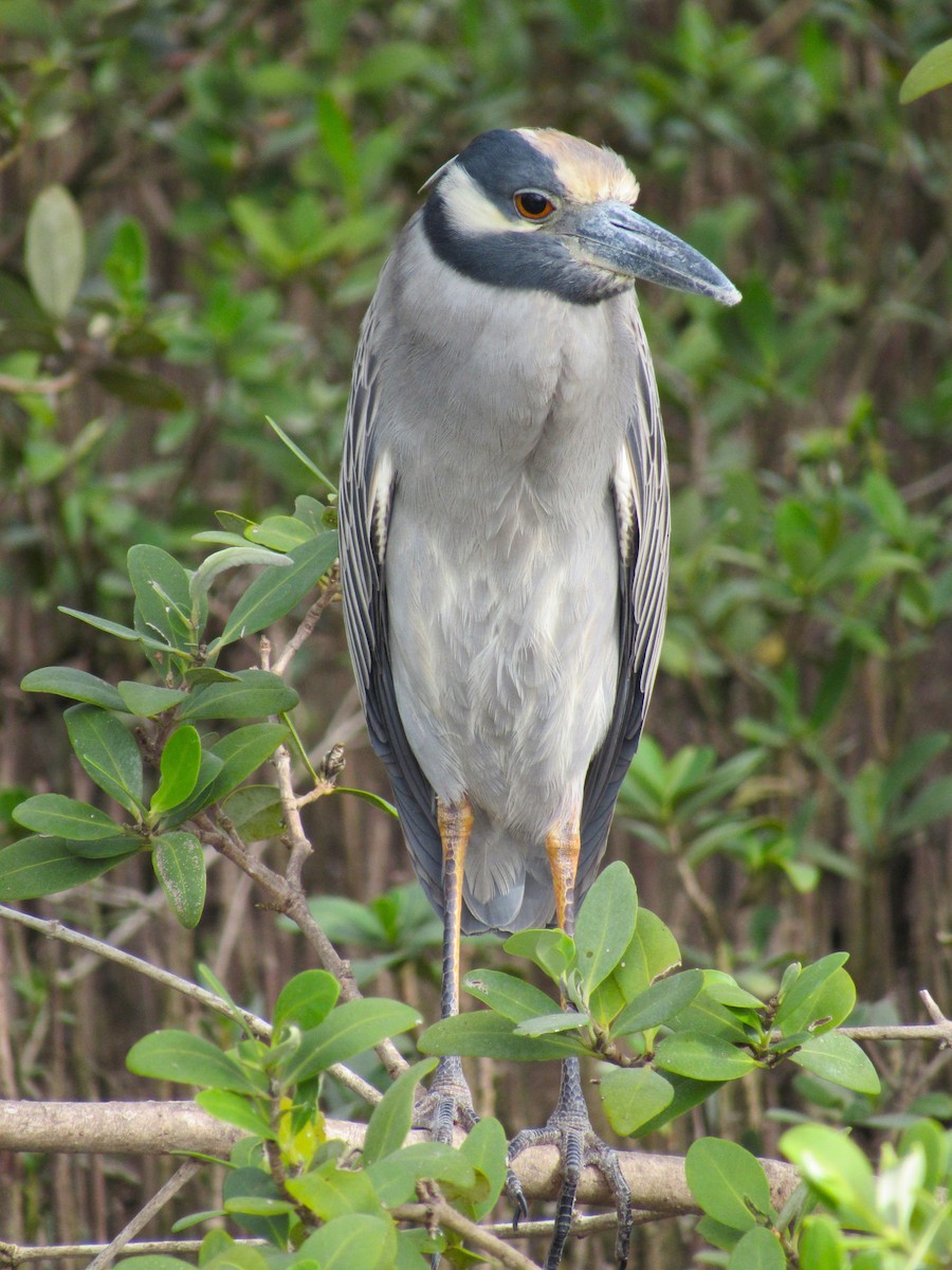 אנפת לילה צהובת-כיפה - ML645396889