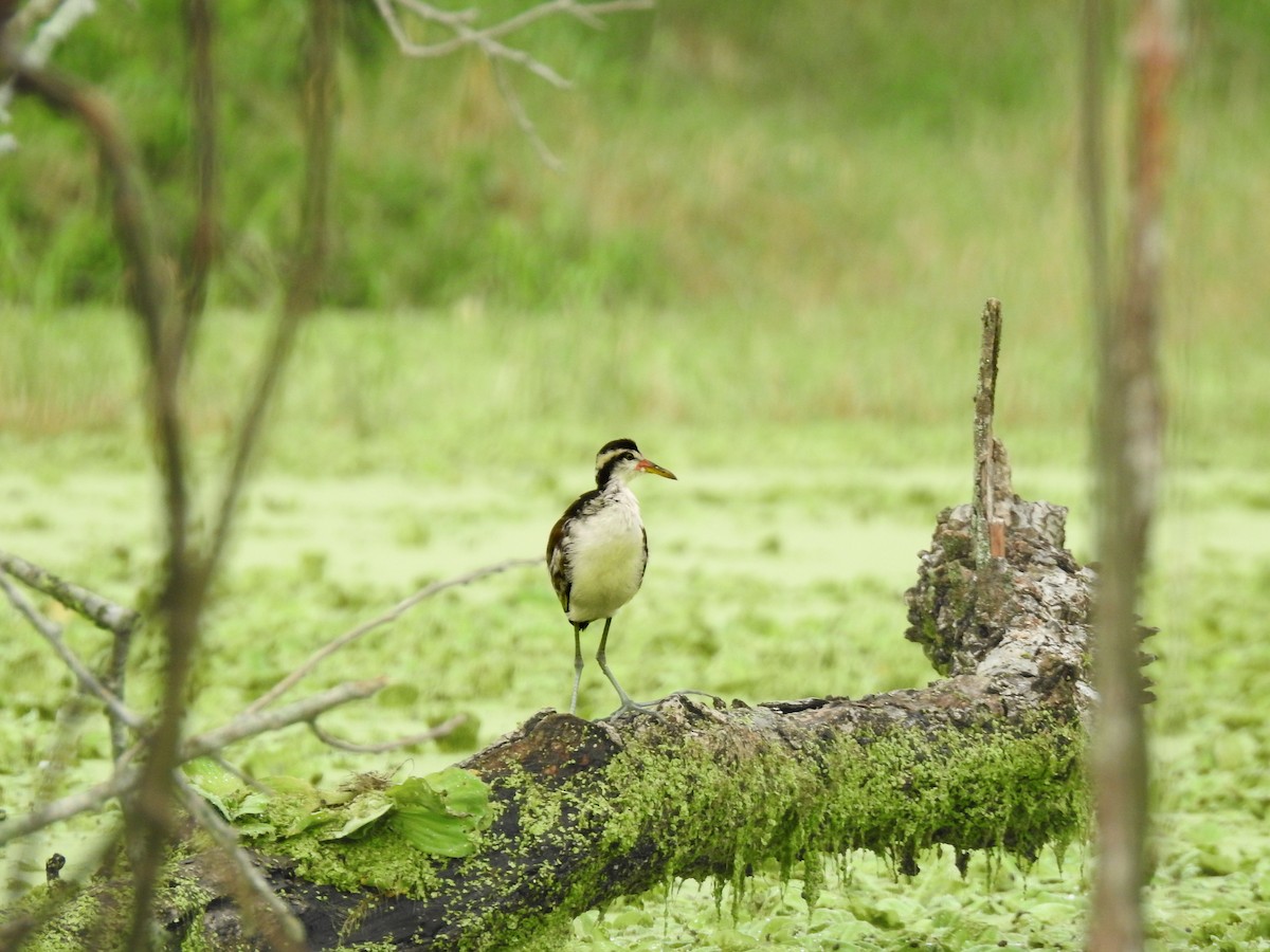 Wattled Jacana - ML645396890