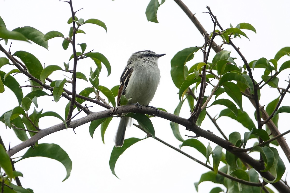 Rufous-winged Tyrannulet - ML645396907