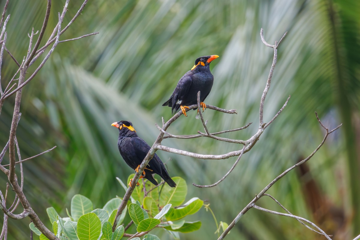 Common Hill Myna - ML645396909