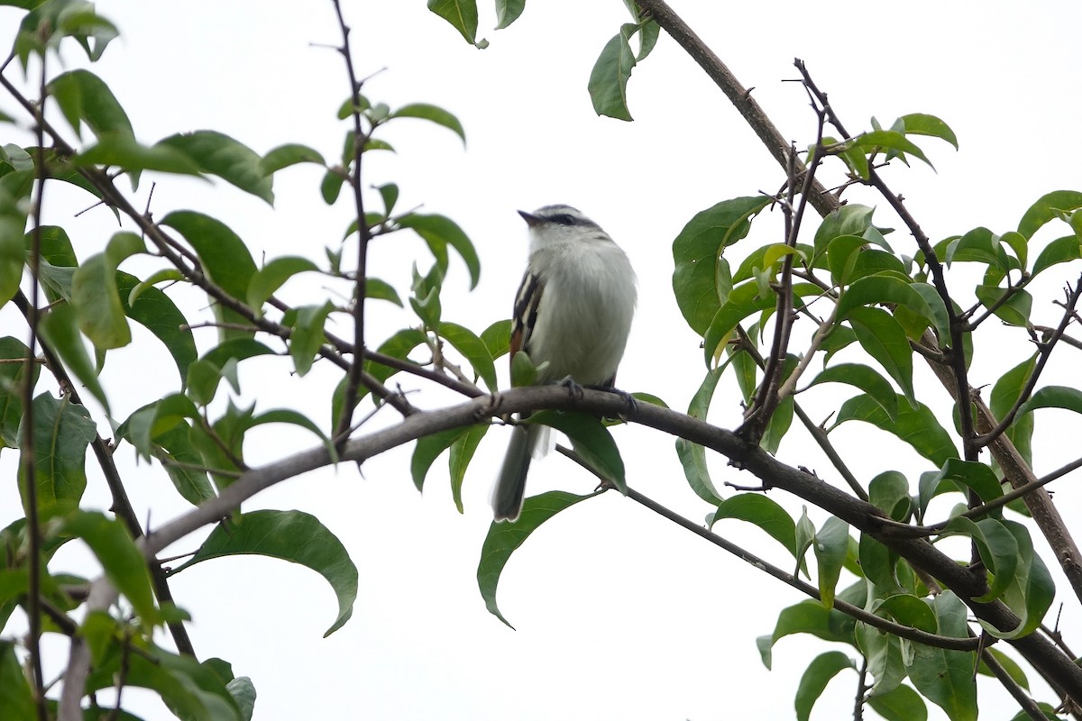 Rufous-winged Tyrannulet - ML645396910