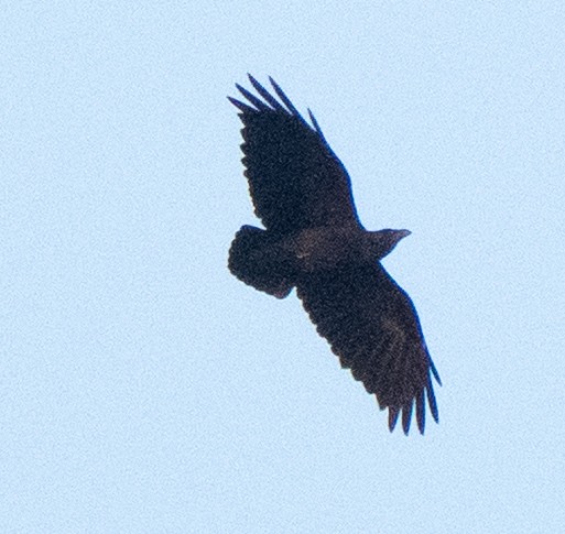 Kısa Kuyruklu Kuzgun - ML645396911