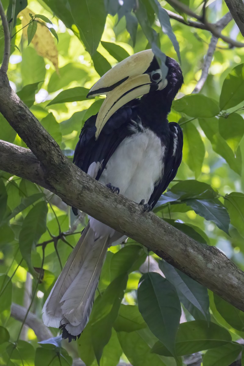 orienthornfugl - ML645396912