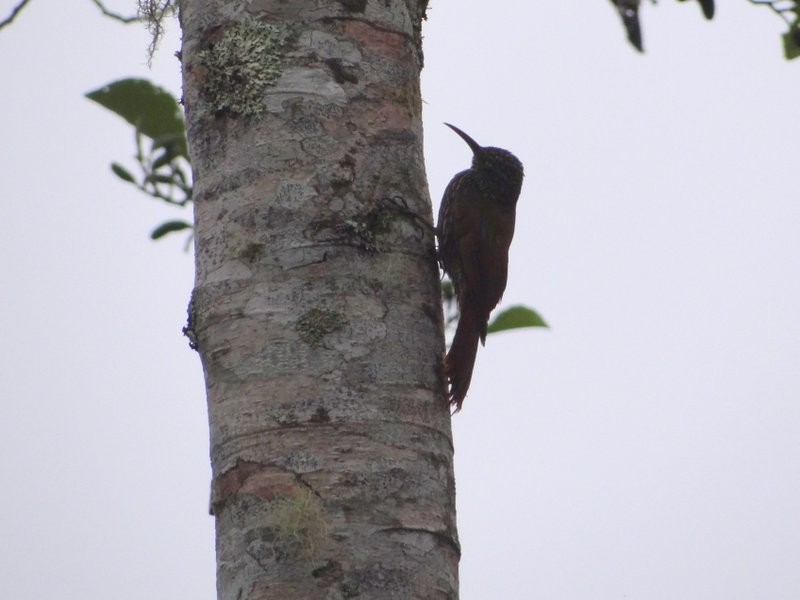 Dağ Tırmaşık - ML645396914