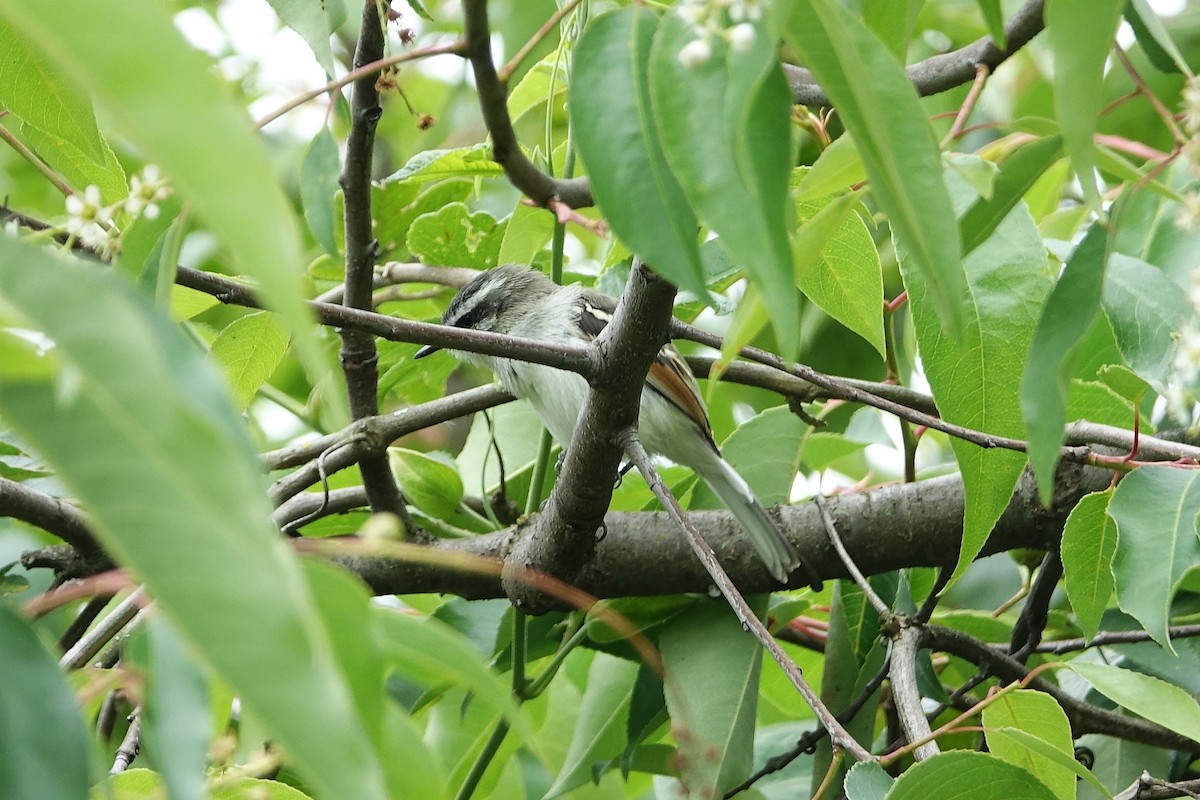 Rufous-winged Tyrannulet - ML645396917