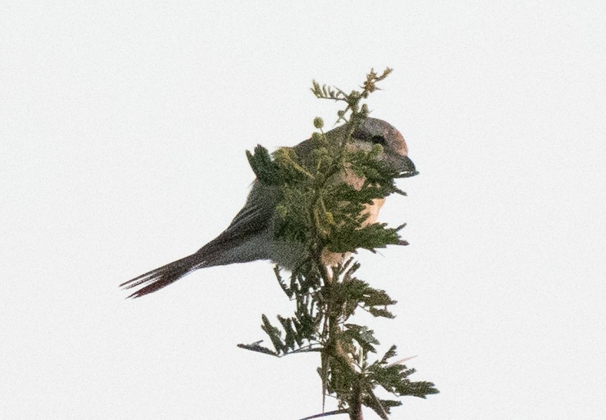 Isabellwürger - ML645396918