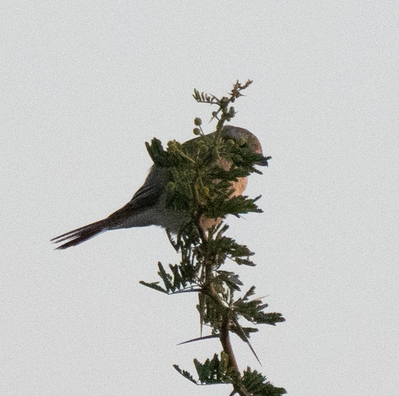 Isabellwürger - ML645396919