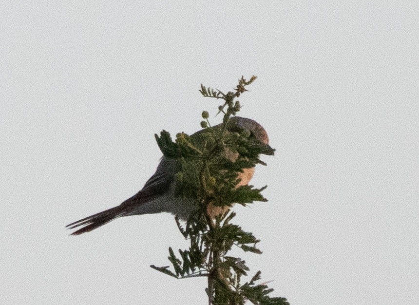 Isabellwürger - ML645396920