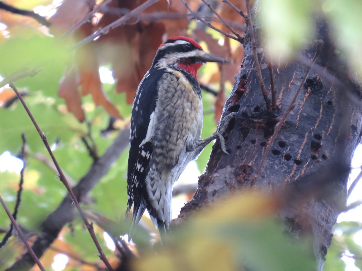 Red-naped Sapsucker - ML645396923