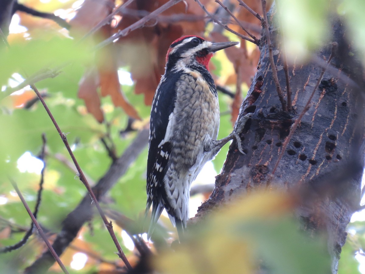 Red-naped Sapsucker - ML645396925