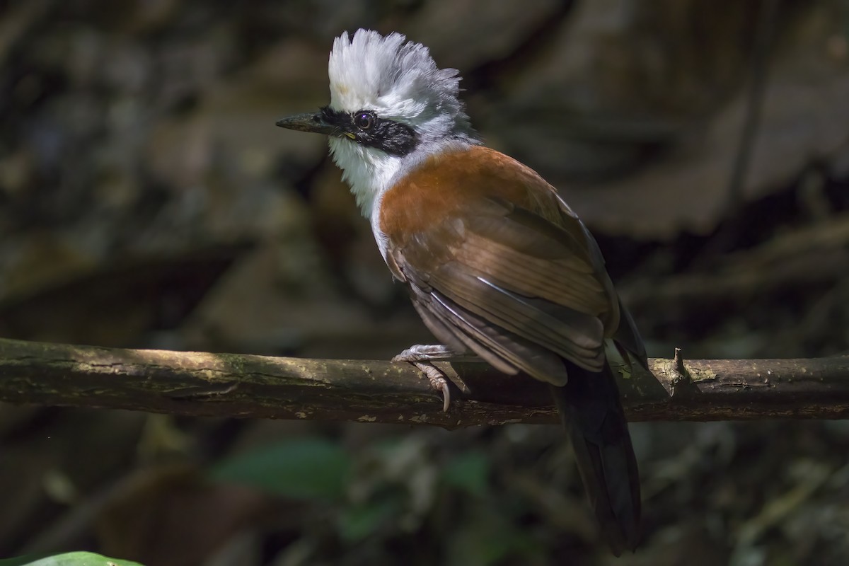 hvithodelattertrost - ML645396935