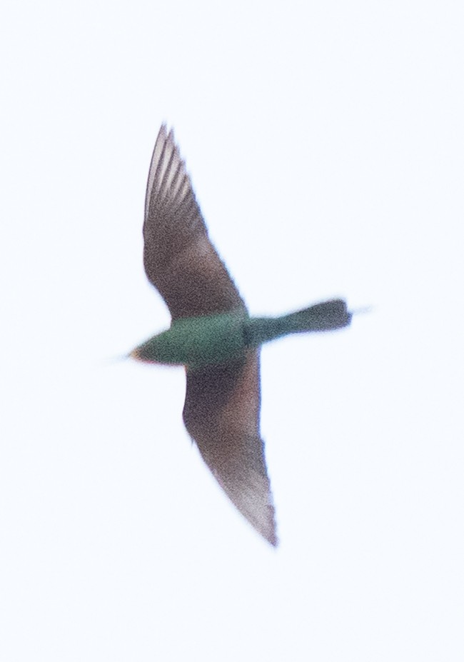 blåkinnbieter - ML645396937