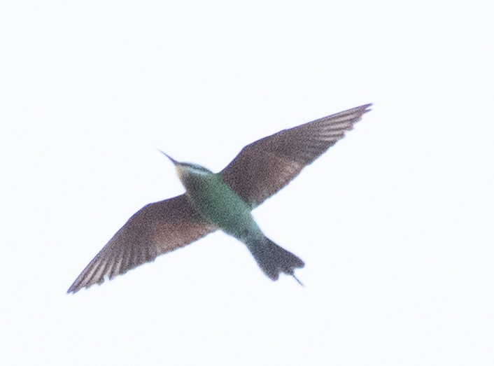 blåkinnbieter - ML645396938