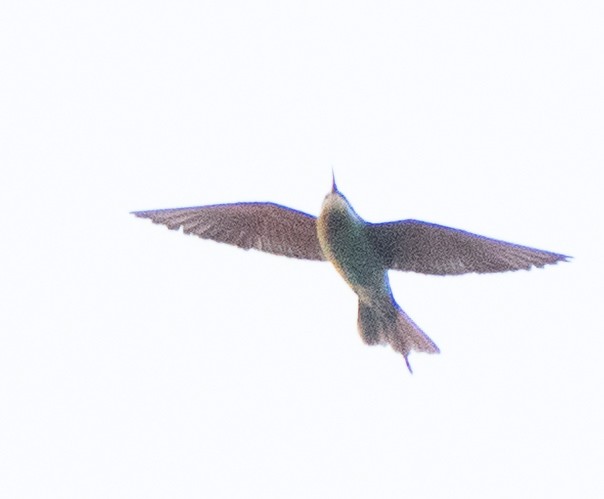 blåkinnbieter - ML645396939