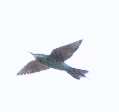 blåkinnbieter - ML645396940