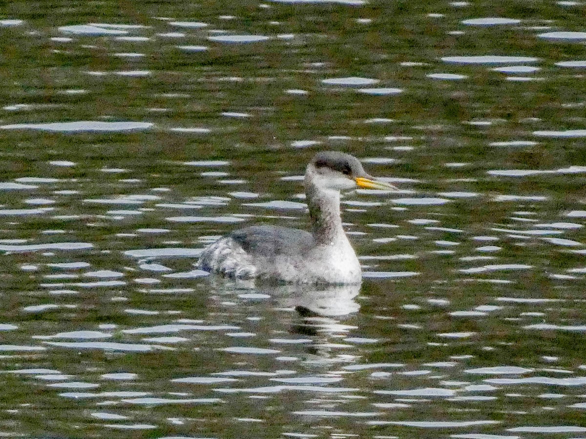 Red-necked Grebe - ML645396942