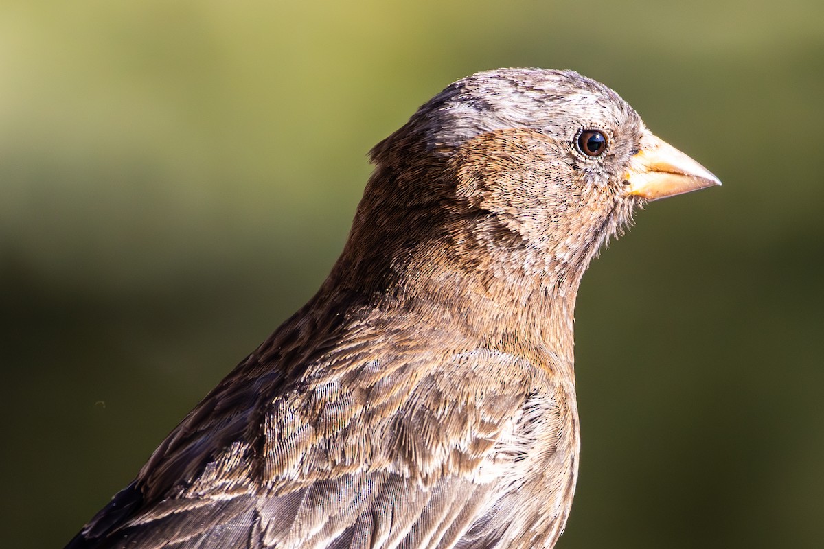 Gray-crowned Rosy-Finch - ML645396951