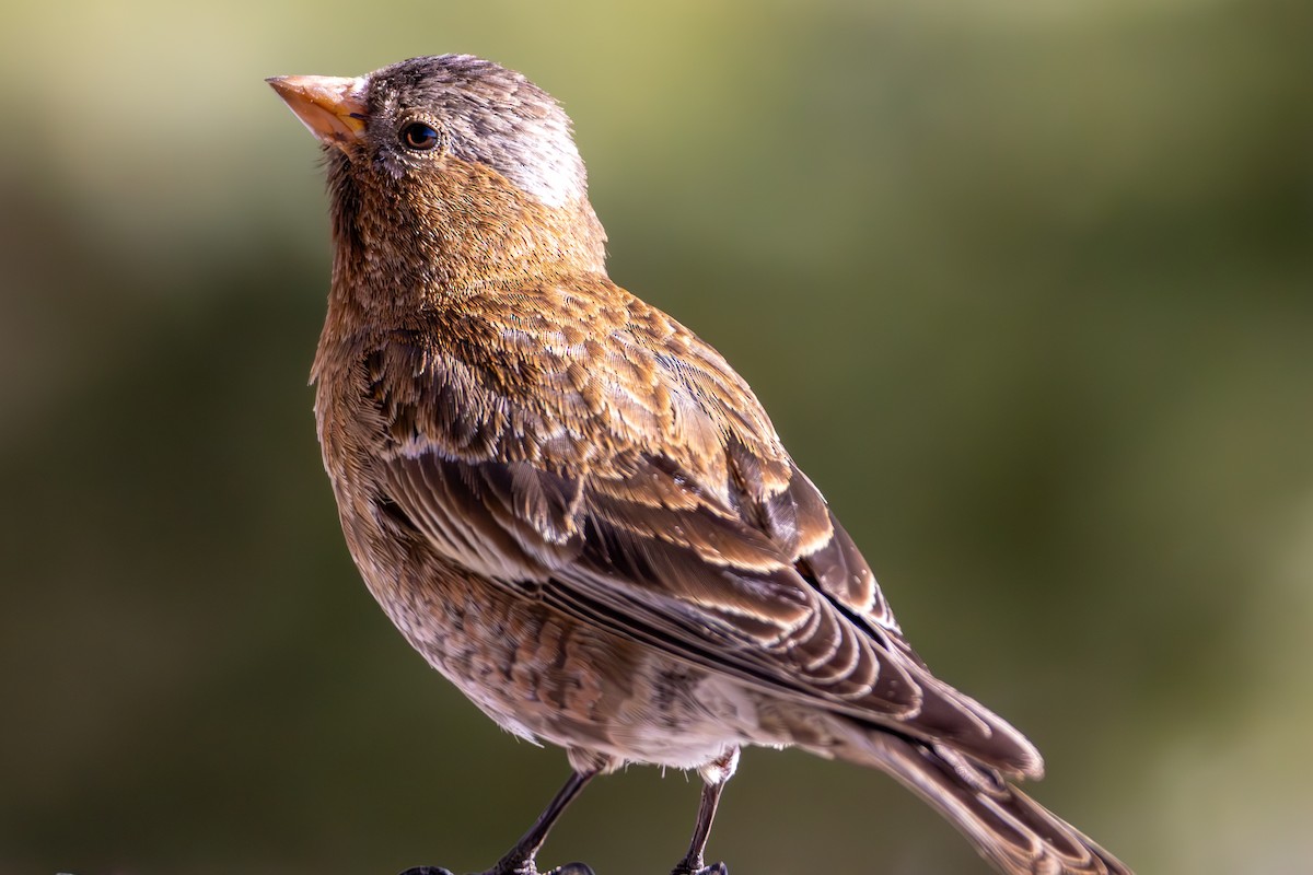 Gray-crowned Rosy-Finch - ML645396953