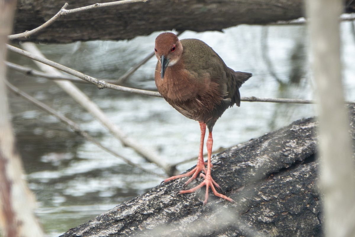 kastanjerikse - ML645396954