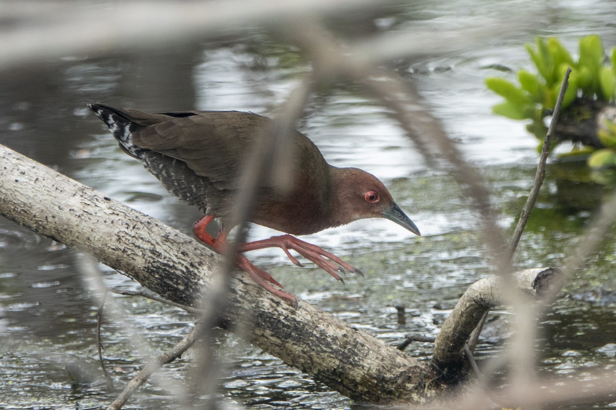 kastanjerikse - ML645396955