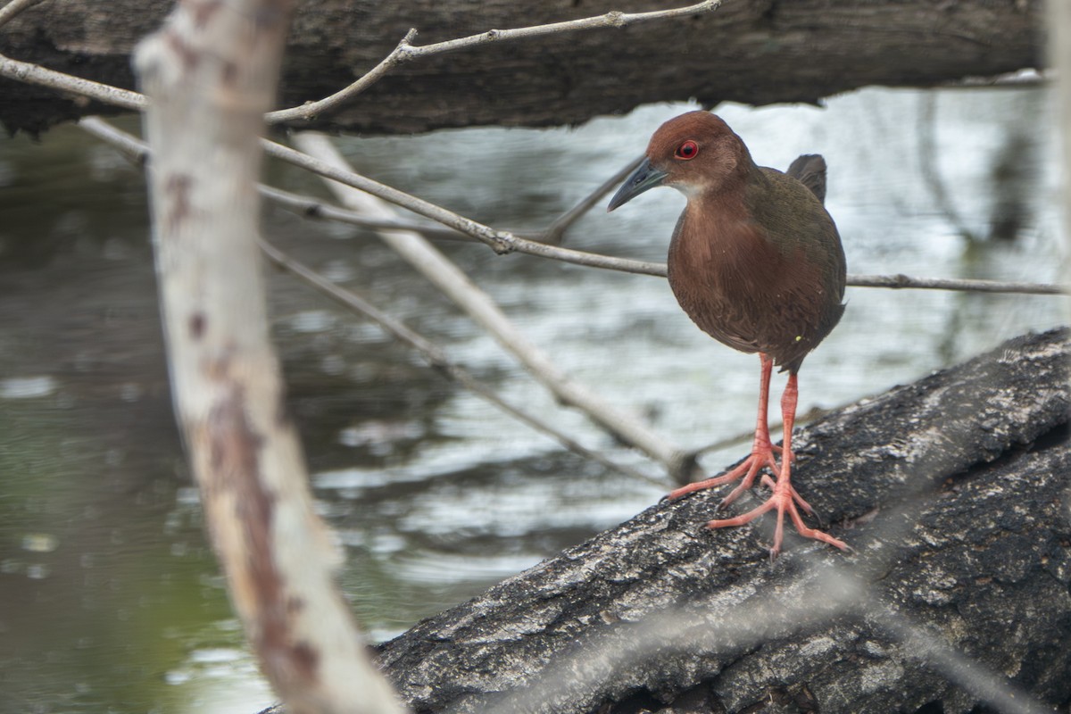 kastanjerikse - ML645396956