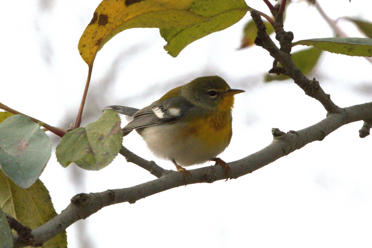 Northern Parula - ML645396958
