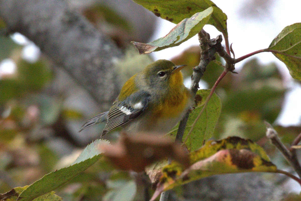 Northern Parula - ML645396959