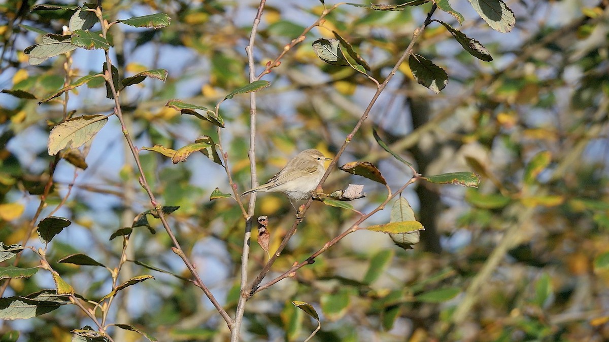 budníček menší - ML645396960