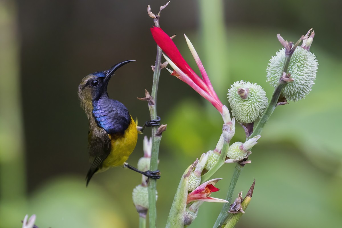 parksolfugl - ML645396974