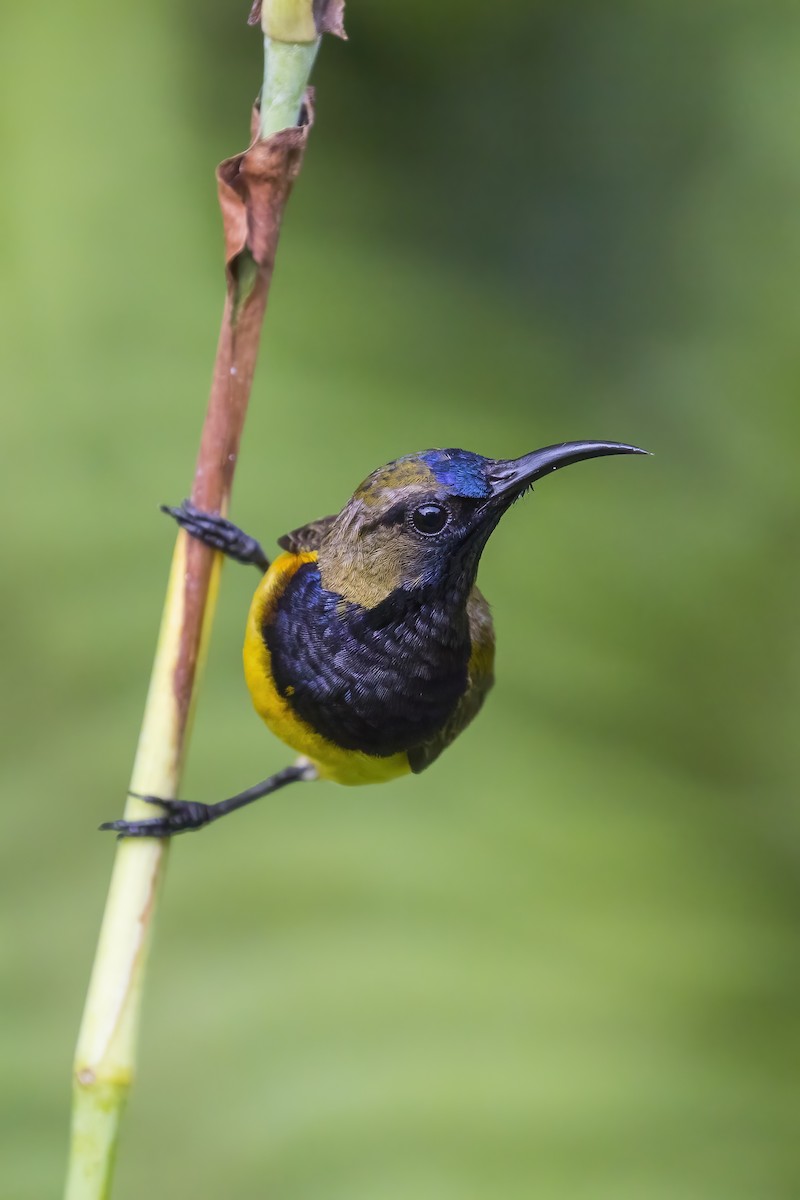 parksolfugl - ML645396975