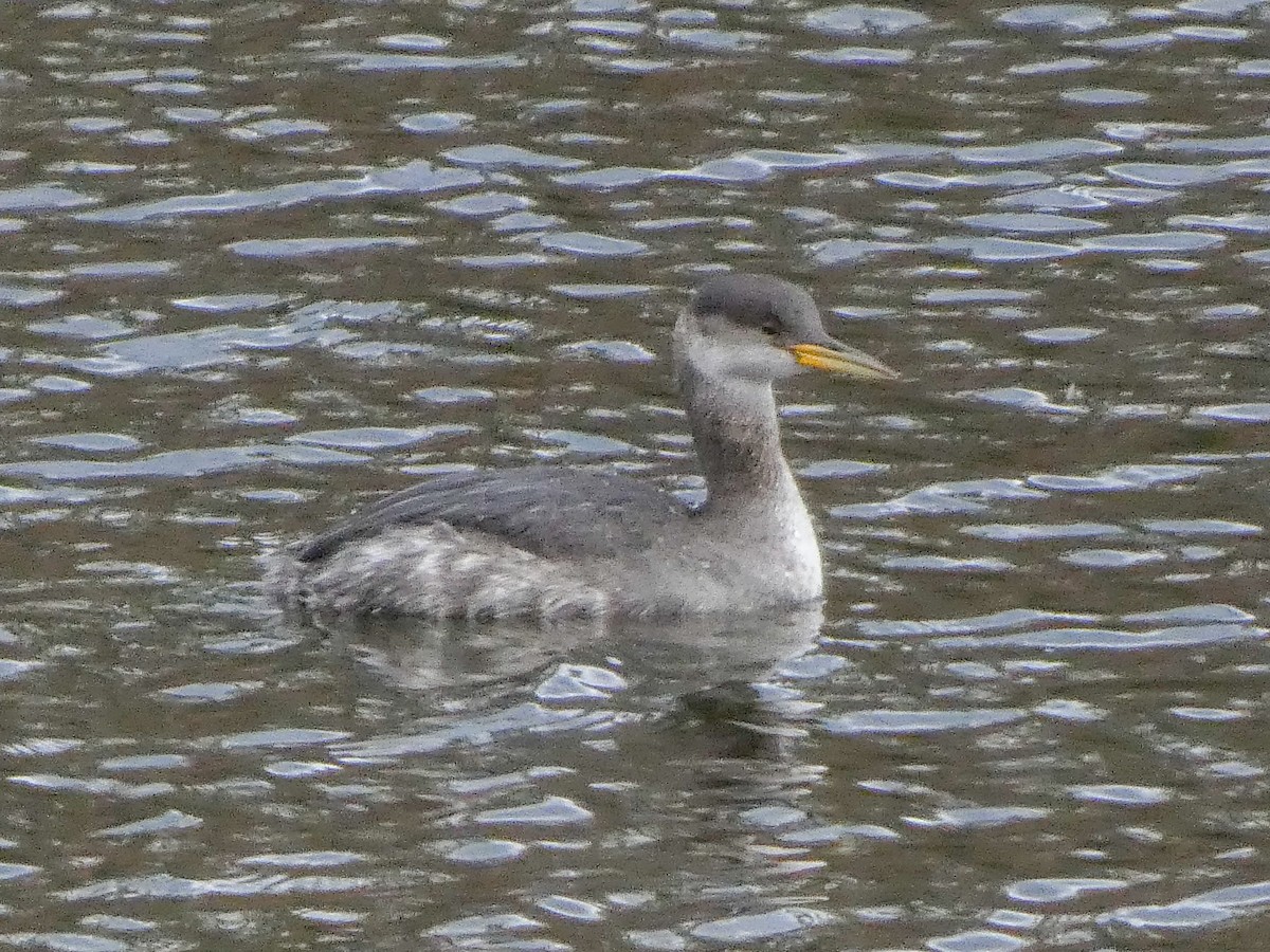 Red-necked Grebe - ML645396996
