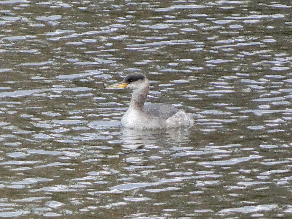 Red-necked Grebe - ML645396997