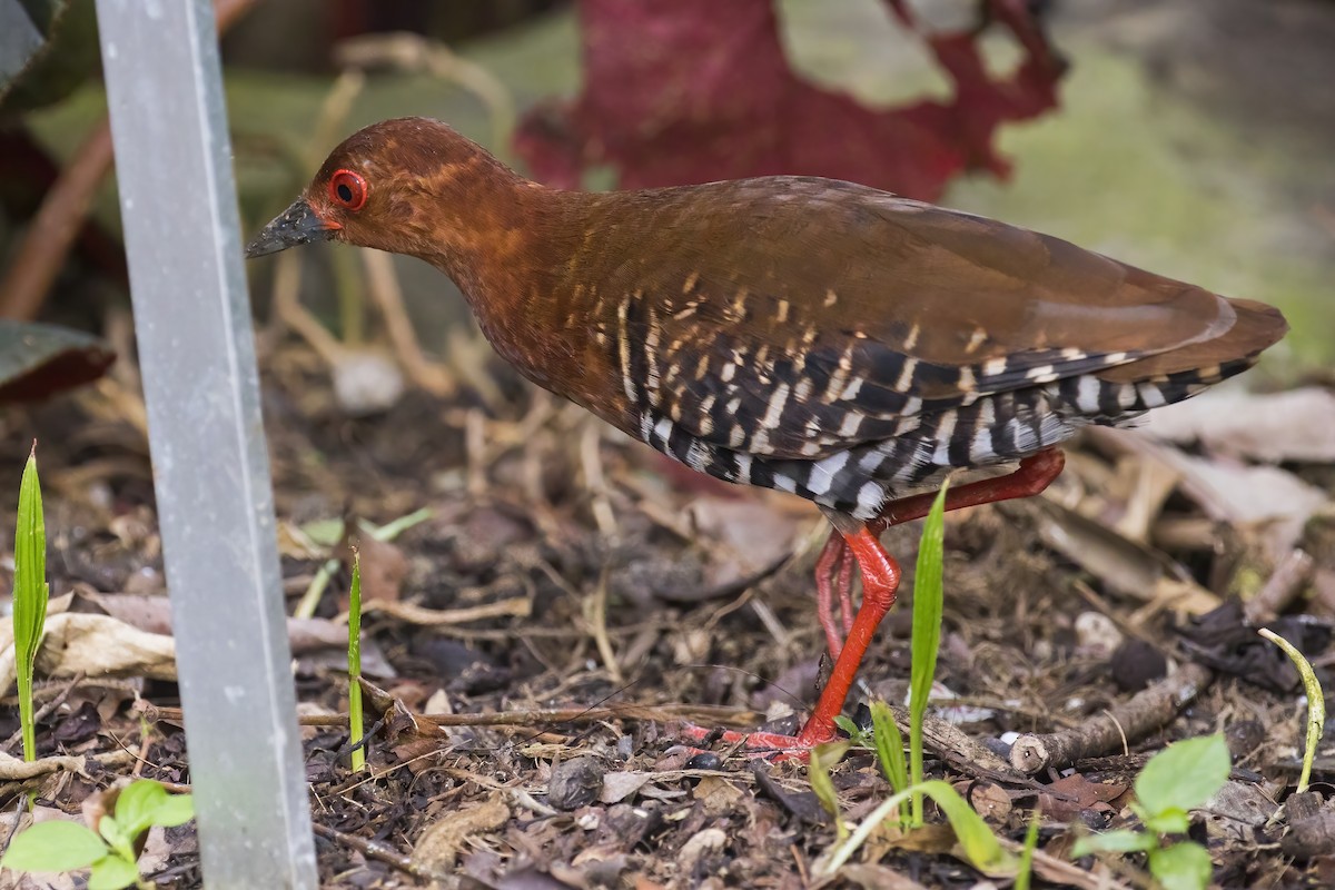 rødbeinrikse - ML645396998