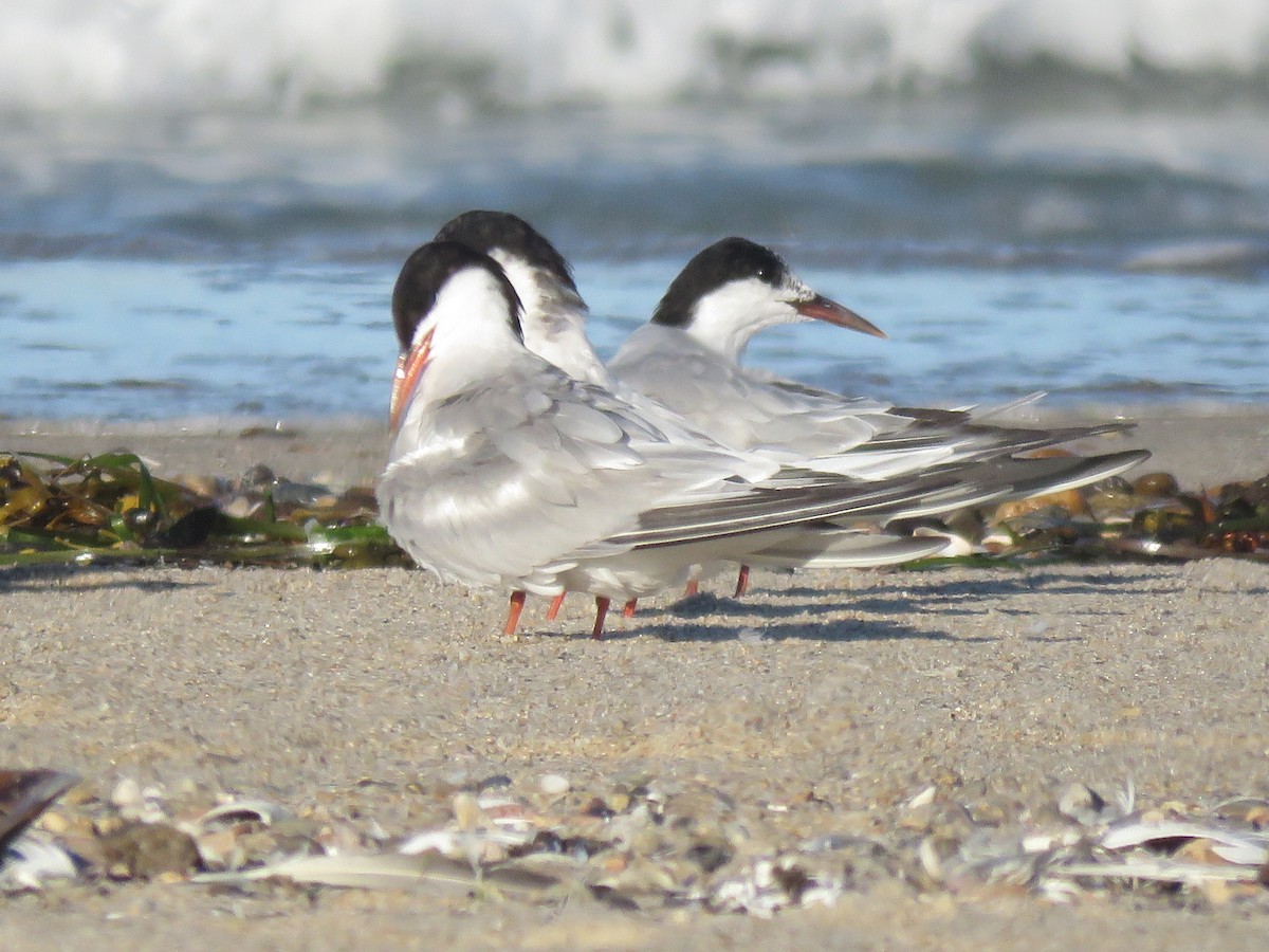 Common Tern - ML645397000