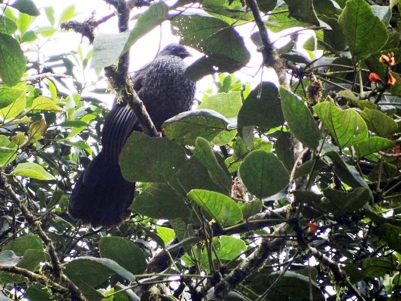 Пенелопа андська - ML645397023