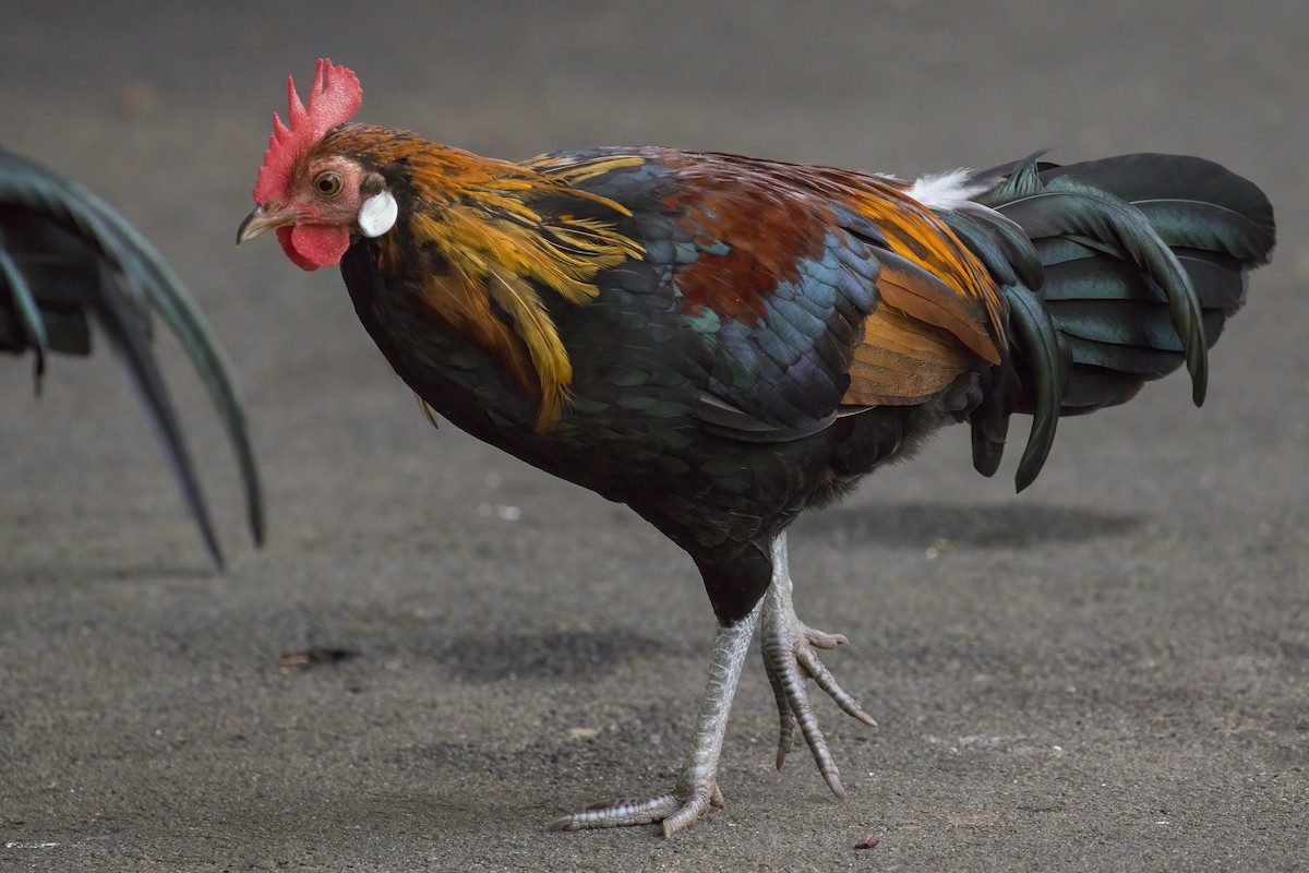 jungelhane - ML645397032