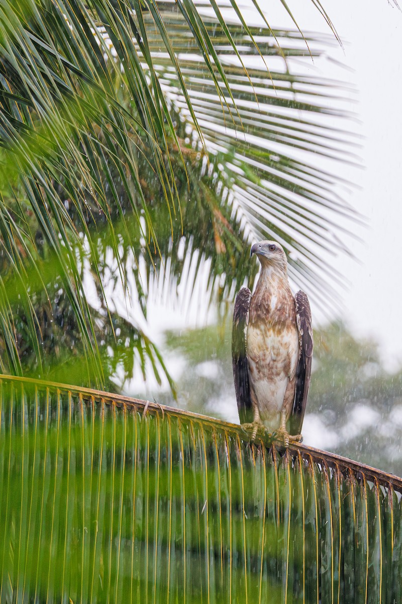 White-bellied Sea-Eagle - ML645397041